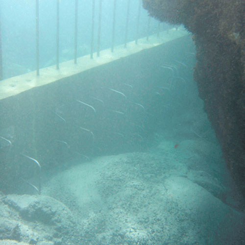 Underwater / Marine